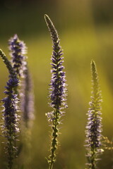 Veronica spicata flower in the field