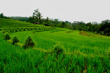 Green rice terraces landscape with cloudy sky in the evening