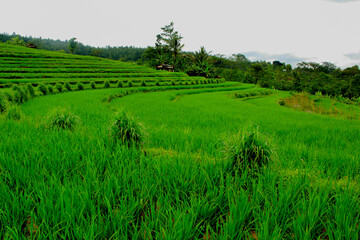 Fototapeta na wymiar Green rice terraces landscape with cloudy sky