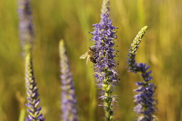 close up of Veronica spicata flowers