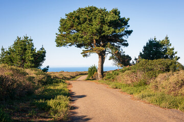 Obraz premium Paved Road and Trail at Point Reyes National Seashore