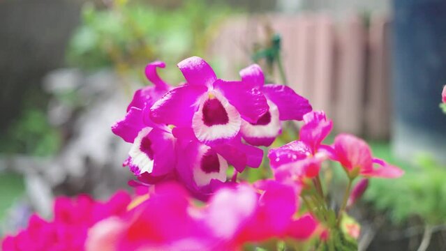 満開に咲くデンドロビュームの花