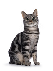 Adorable adult male purebred European Shorthair cat, sitting up facing front. Looking towards camera. Isolated on a white background.
