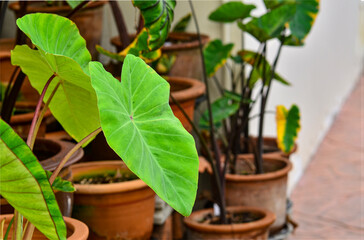 Colocasia maui gold
