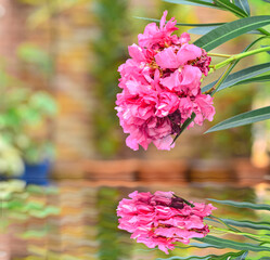 Beautiful panicle Fragrant oleander