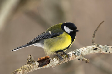 Great tit (Parus major) perched in the forest in early spring.