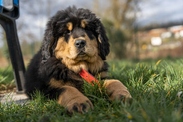 portrait en extérieur d'un chiot dogue du tibet 