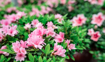Rhododendron background material in spring blooming