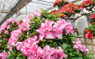 Rhododendron blooming in spring