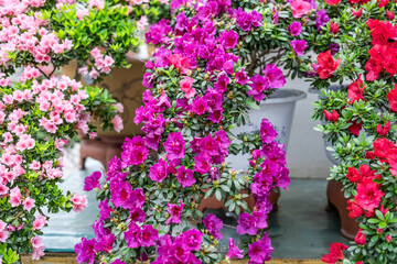 Fototapeta na wymiar Beautiful bonsai rhododendron display