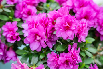 Rose red rhododendrons blooming in spring