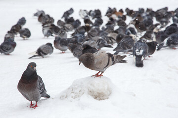 A flock of pigeons on a sunny winter day in the park in the snow. Beautiful landscape with pigeons in pigeon valley. A flock of pigeons on white snow in Pigeon Valley in winter.
