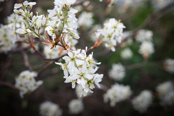 例年よりも早い時期に満開となった、ジューンベリーの花