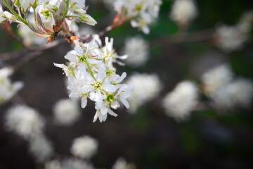 例年よりも早い時期に満開となった、ジューンベリーの花