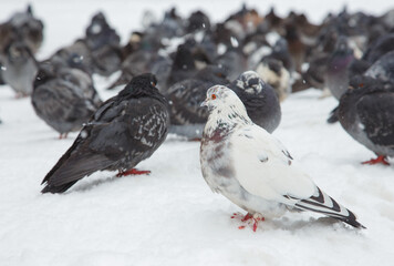 A flock of pigeons on a sunny winter day in the park in the snow. Beautiful landscape with pigeons in pigeon valley. A flock of pigeons on white snow in Pigeon Valley in winter.