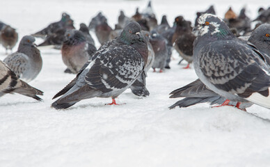 A flock of pigeons on a sunny winter day in the park in the snow. Beautiful landscape with pigeons in pigeon valley. A flock of pigeons on white snow in Pigeon Valley in winter.