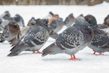 A flock of pigeons on a sunny winter day in the park in the snow. Beautiful landscape with pigeons in pigeon valley. A flock of pigeons on white snow in Pigeon Valley in winter.