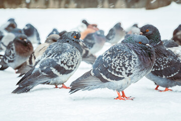 Fototapeta premium A flock of pigeons on a sunny winter day in the park in the snow. Beautiful landscape with pigeons in pigeon valley. A flock of pigeons on white snow in Pigeon Valley in winter.
