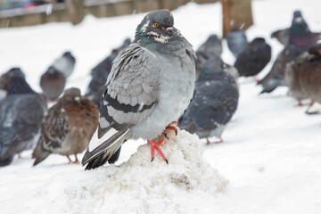 Fototapeta premium A flock of pigeons on a sunny winter day in the park in the snow. Beautiful landscape with pigeons in pigeon valley. A flock of pigeons on white snow in Pigeon Valley in winter.