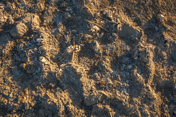 The Beach at the Salton Sea Filled with Dead Fish