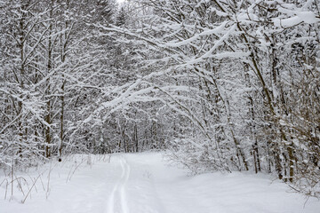 Beautiful winter forest landscape. View of the ski track in the winter forest. Path among snow-covered trees. Snow on the ground and on the branches of trees. Cold snowy weather. Skiing in nature.