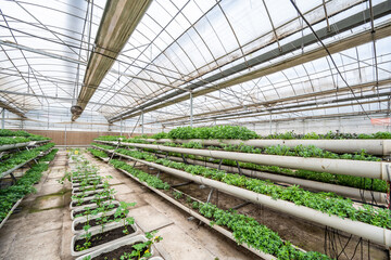 Organic vegetables in greenhouse three-dimensional cultivation area