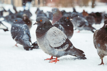 A flock of pigeons on a sunny winter day in the park in the snow. Beautiful landscape with pigeons in pigeon valley. A flock of pigeons on white snow in Pigeon Valley in winter.