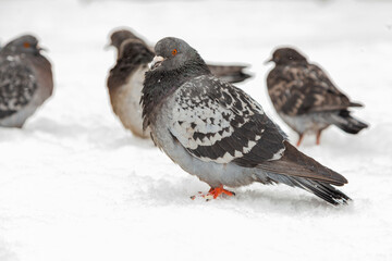 A flock of pigeons on a sunny winter day in the park in the snow. Beautiful landscape with pigeons in pigeon valley. A flock of pigeons on white snow in Pigeon Valley in winter.