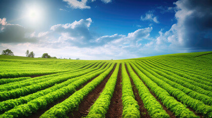 Growing lettuce in rows in a field on a sunny day. Generative AI