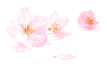 桜 花びら ピンク 白 春 背景