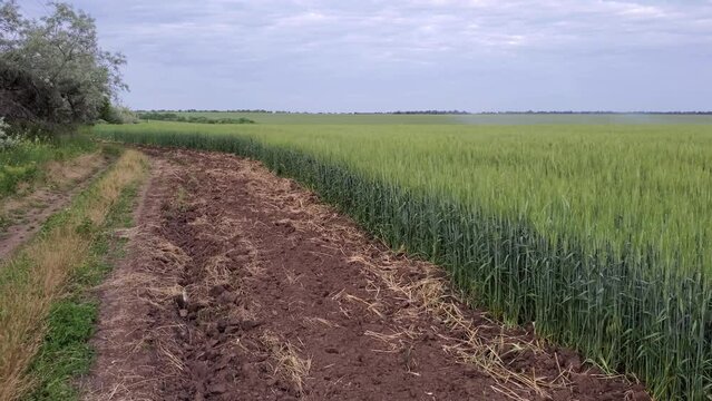 Rural road near plowed soil sideroad and ripening wheat field in Ukraine growing by grain agreement. Green wheat of Ukrainian farmland. Grain hunger threat due to war. Agricultural landscape pan view