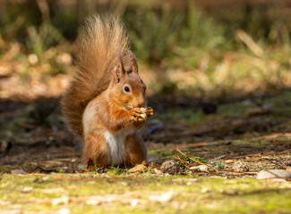 Naklejka na ściany i meble Scottish red squirrel eating a nut in the sunshine on the forest floor