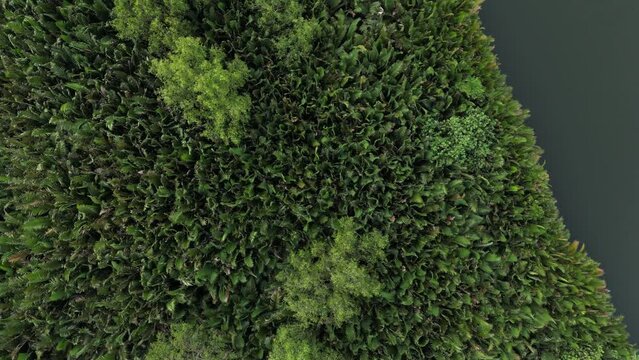 Drone footage above green tropical vegetation surrounded by a river in Kampot province, Cambodia 1-2