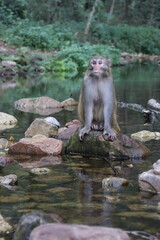 Monkey by the water