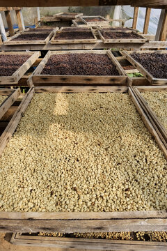 Close up of coffee beans drying in the sun              