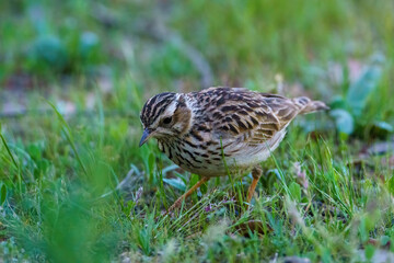 Northern chickadee bird foraging on the forest floor