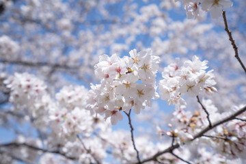 Sakura