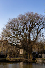 Copenhagen, Denmark  A willow tress by a pond in the springtime ready to bloom.