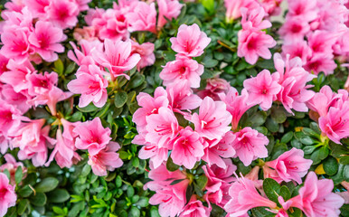 Fototapeta na wymiar Rhododendron background material in spring blooming