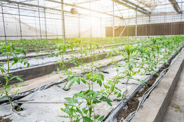 Organic tomatoes grown in a greenhouse