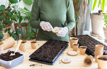Preparing for spring work in the garden, woman planting tomato seeds on seedlings at home, wooden...