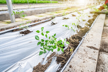Organic tomatoes grown in a greenhouse