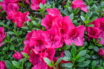 Rose red rhododendrons blooming in spring