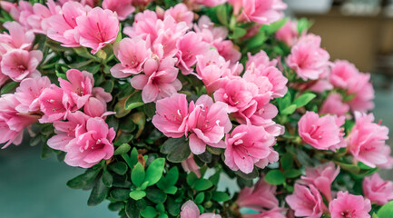Rhododendron background material in spring blooming