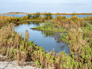 Marshes with marsh vegetation, mudflats, shallow pools, creeks and sheltered, shallow water on Marker Wadden island, Netherlands