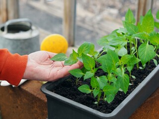 Growing seedlings of pumpkin,cucumbers or zucchini in pots and boxes with organic soil.Female hands take care of plants.Agriculture and vegetable growing concept.