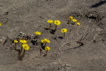 Tussilago farfara, commonly known as coltsfoot is a plant in the groundsel tribe in the daisy...