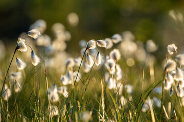 Common cottongrass (Eriophorum angustifolium) growing in wetland in Finnish nature