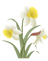 Bouquet of white daffodil flower vector illustration