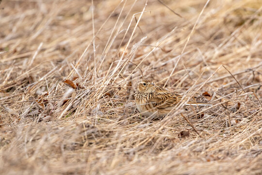 Well camouflaged Eurasian skylark, Alauda arvensis standing on the ground in old grass after migrating back to its breeding grounds in Estonia,  Northern Europe